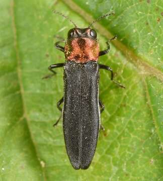 Imagem de Agrilus ruficollis (Fabricius 1787)