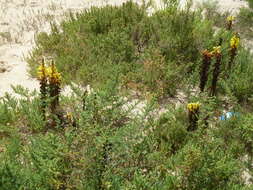 Image of Cistanche phelypaea