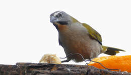 Image of Buff-throated Saltator