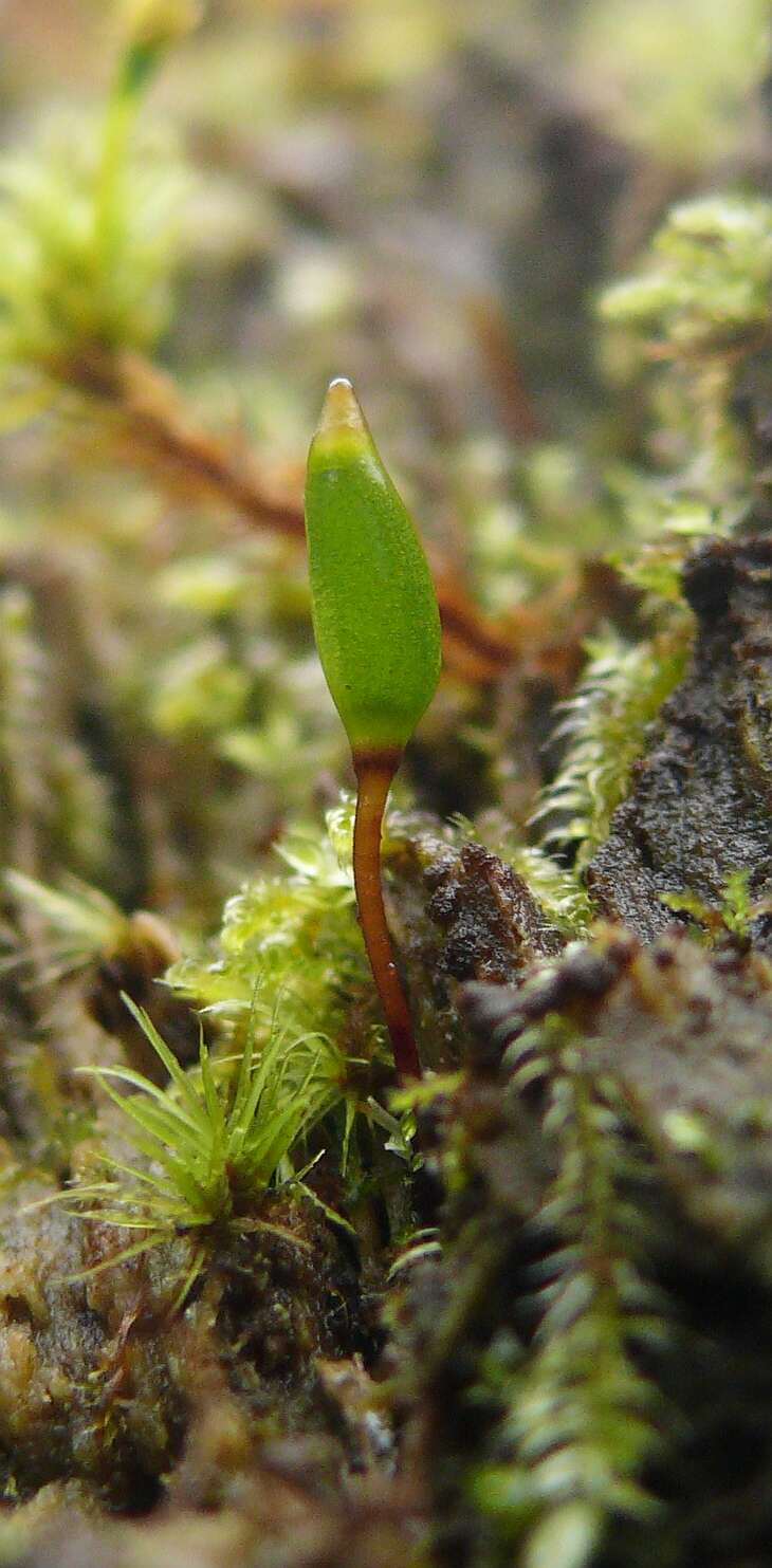 Image of Green shield moss