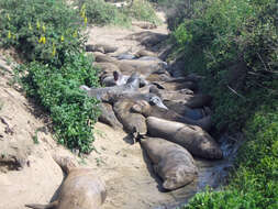 Image of Northern Elephant Seal