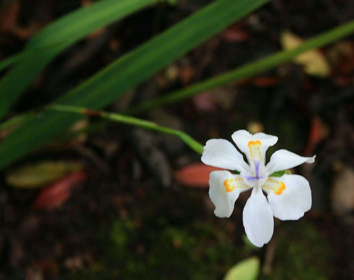 Image of Wild iris