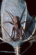 Image of Dolomedes minor L. Koch 1876