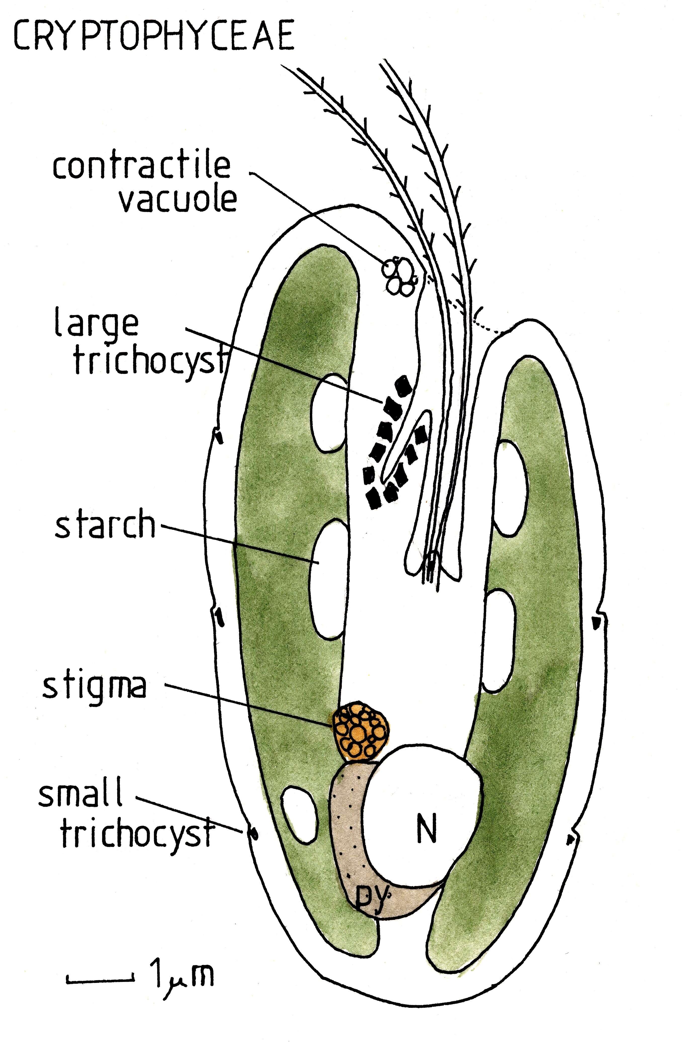 Image of Cryptophyceae