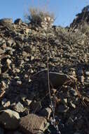 Image of Troodos Rockcress