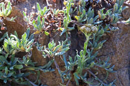 Image of Rocky Mountain pussytoes