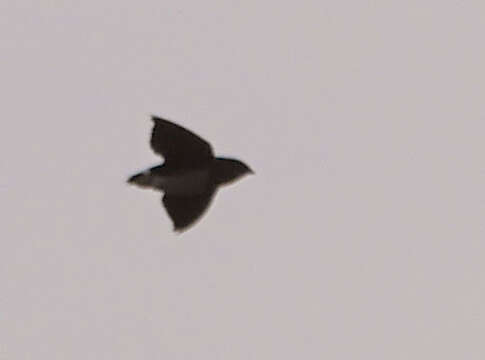 Image of Cassin's Spinetail