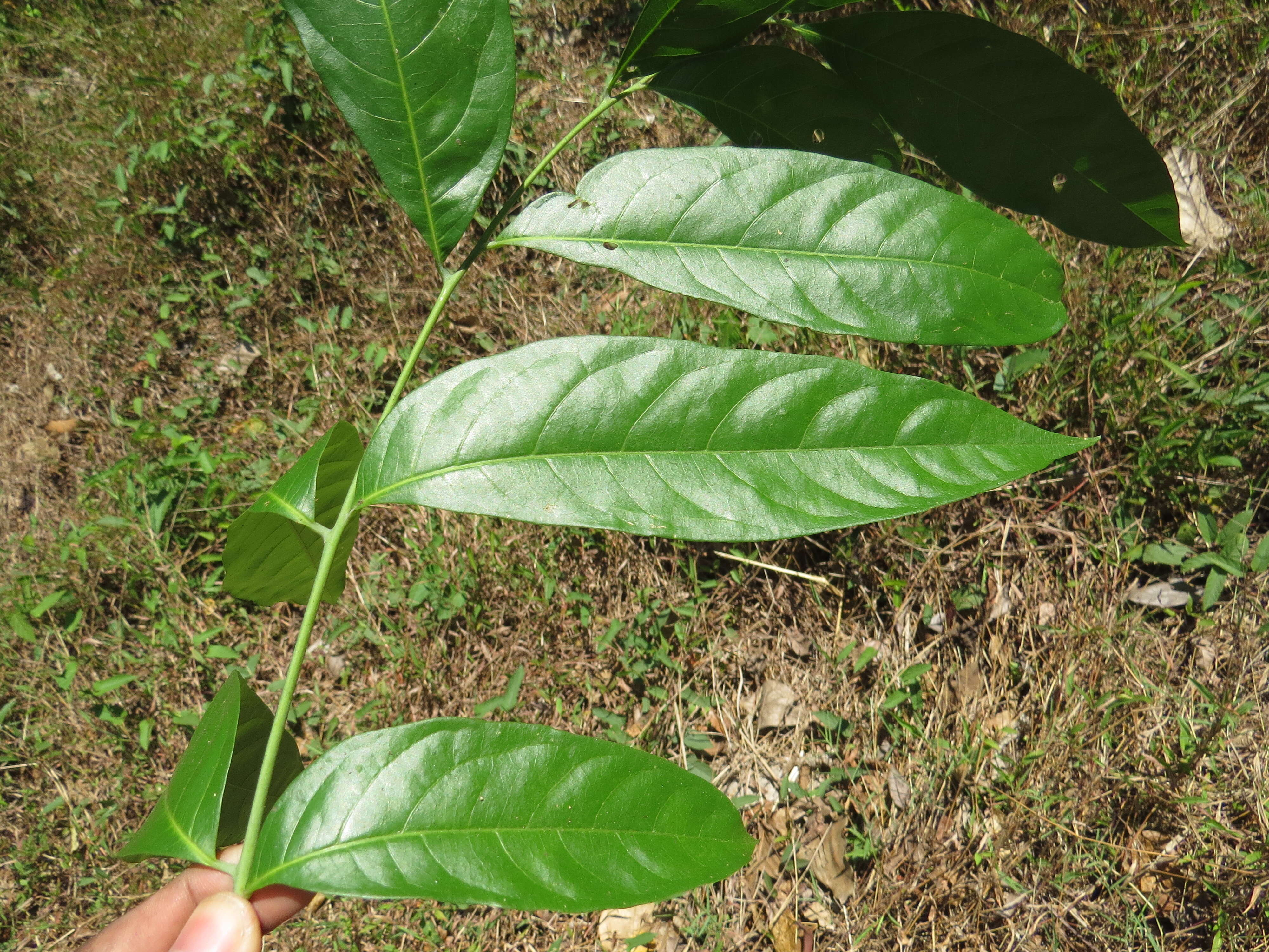 Image of tulip-wood tree