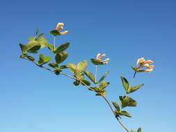 Image of Italian Honeysuckle