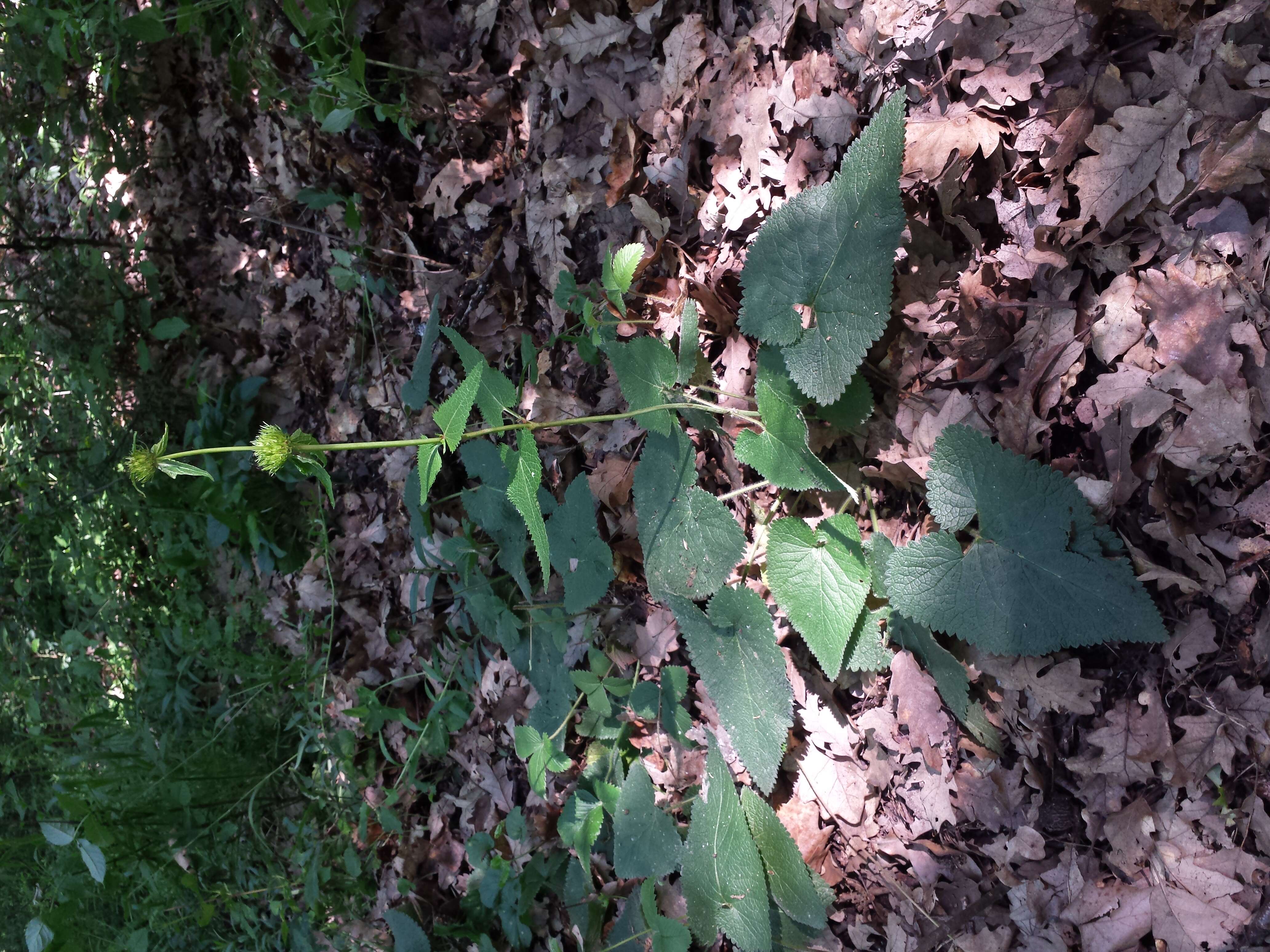 Image de Phlomoides tuberosa (L.) Moench