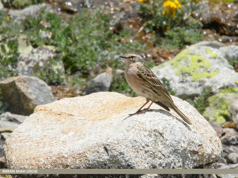 Image of Rosy Pipit