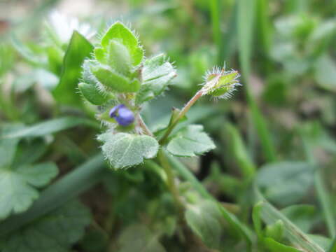 Image of ivy-leaved speedwell