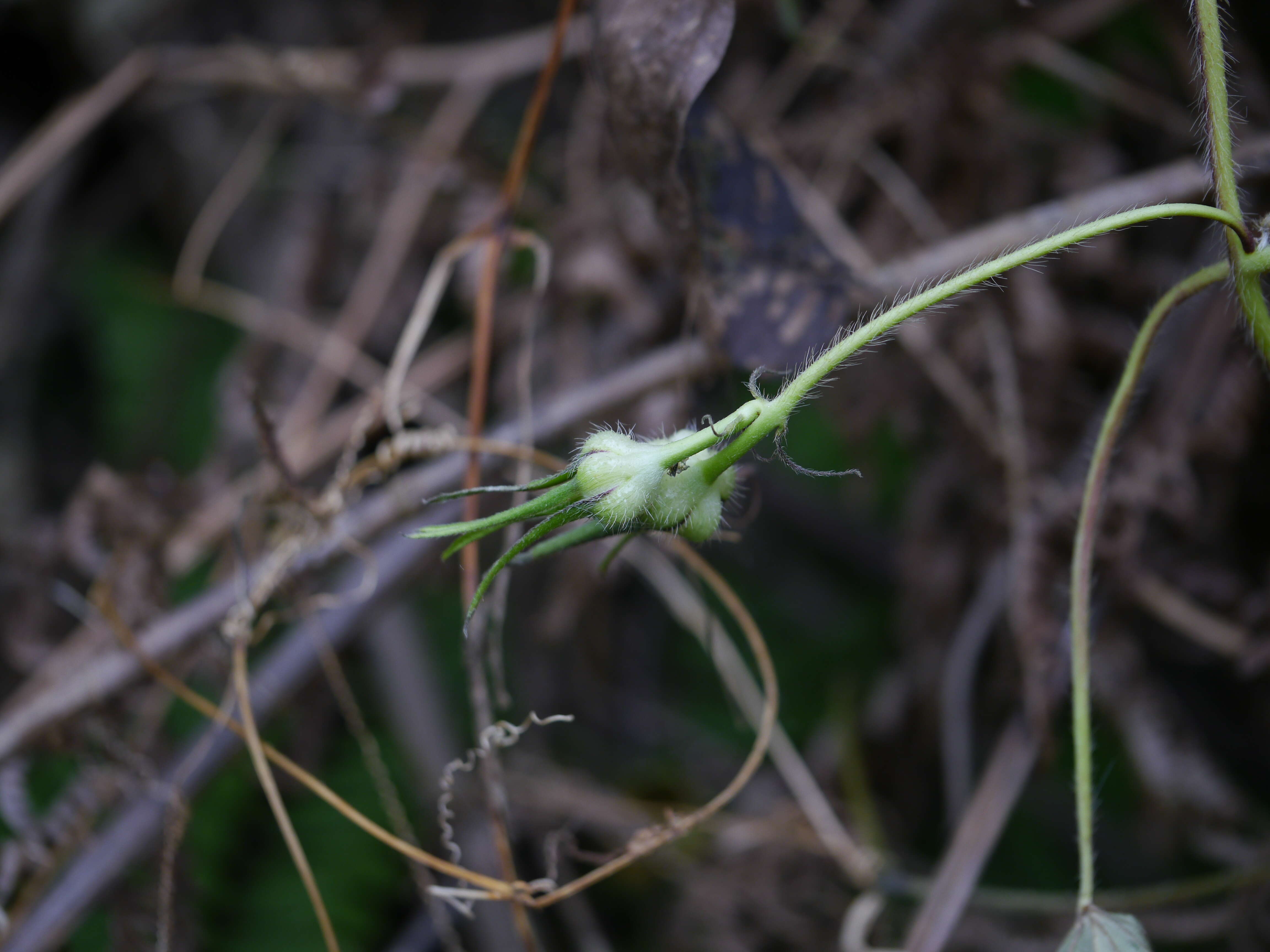 Image of whiteedge morning-glory