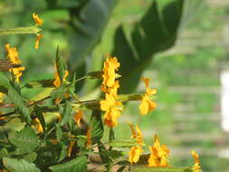 Imagem de Crossandra infundibuliformis (L.) Nees