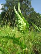 Image of Cabbage Thistle