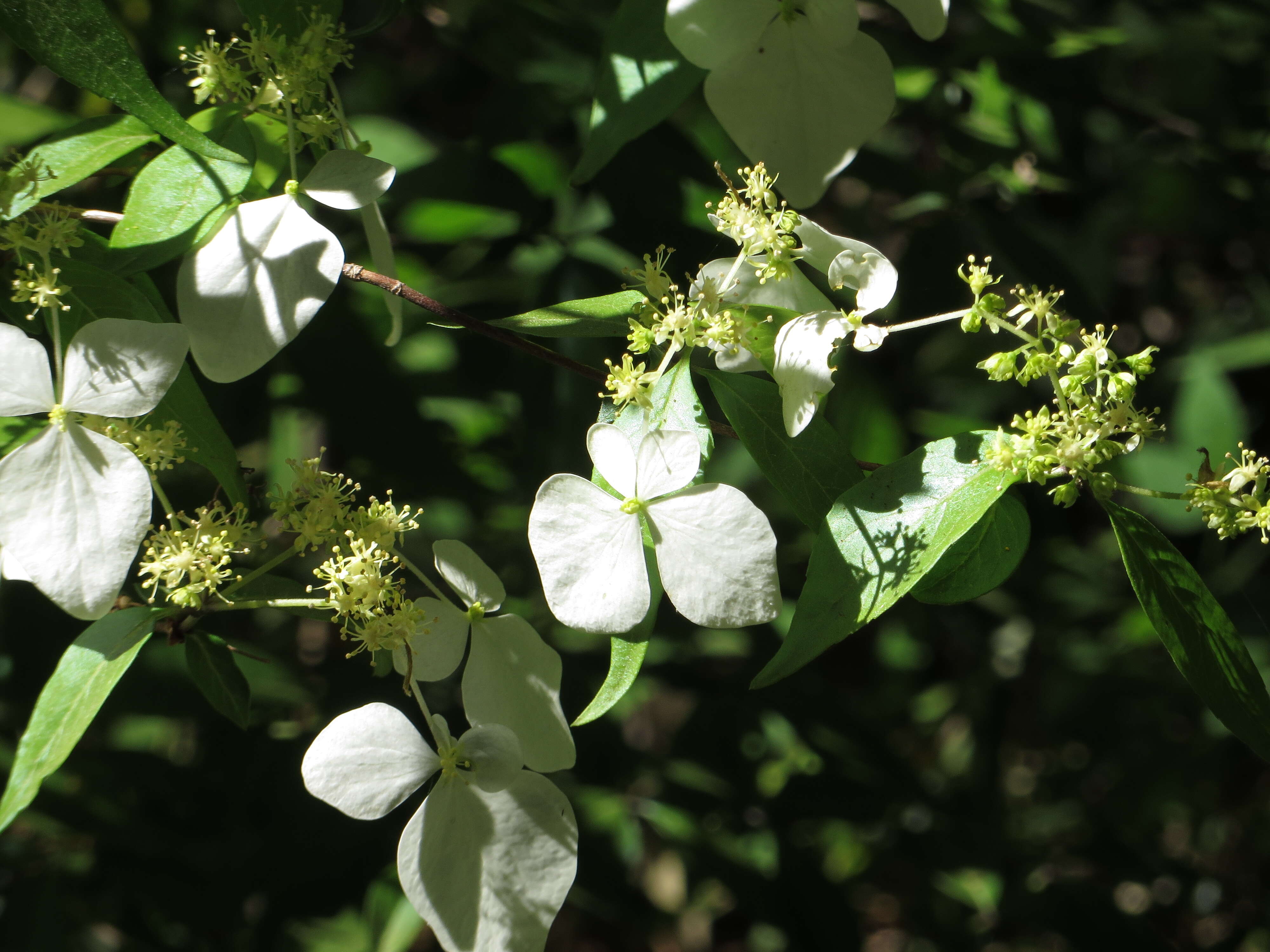 Image of Hydrangea scandens (L. fil.) Ser.