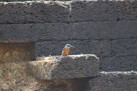 Image of Common Kingfisher