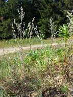 Image of field cudweed