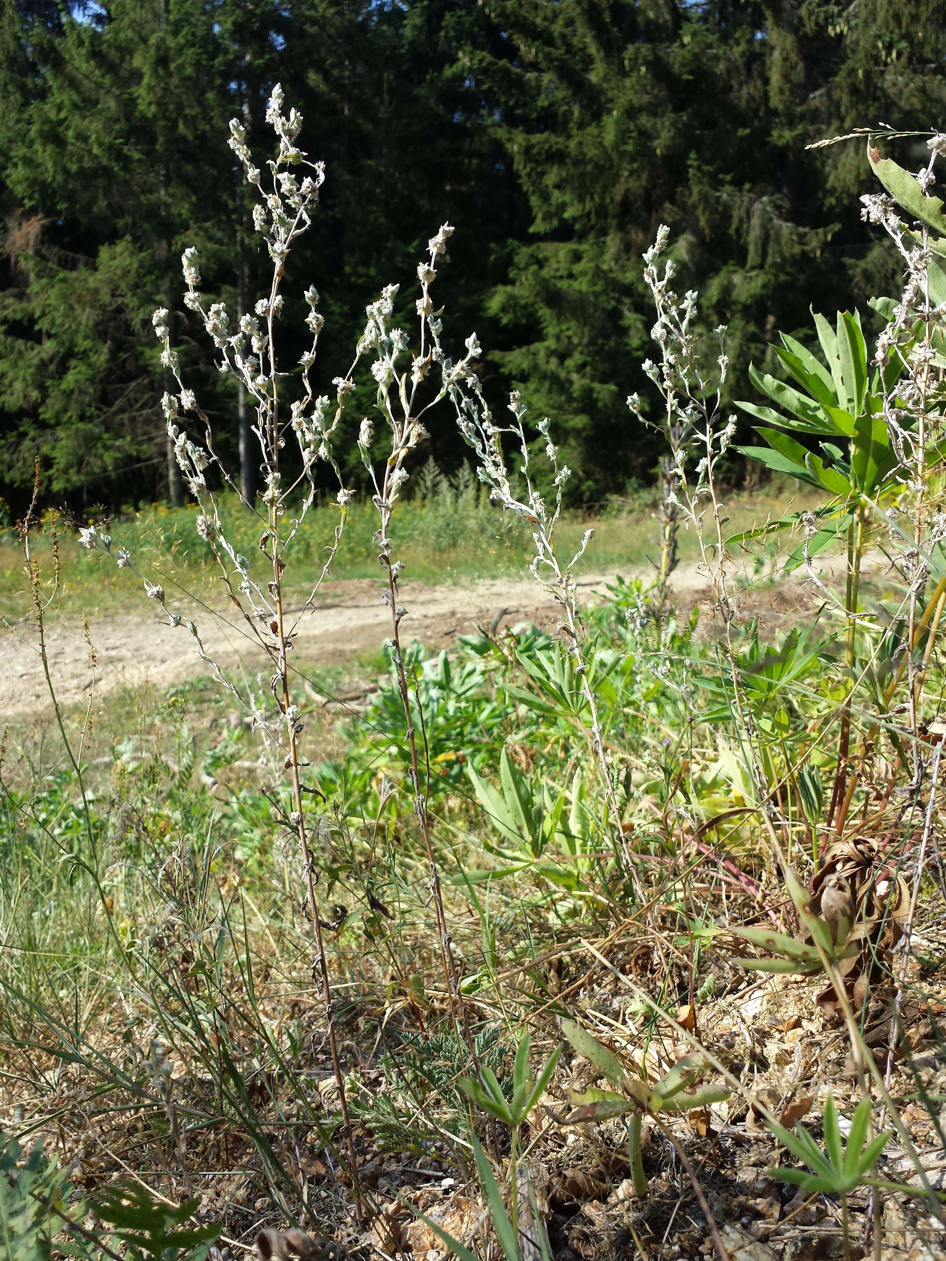 Image of field cudweed