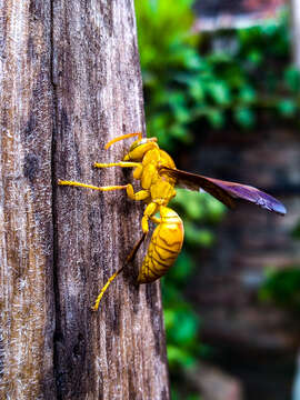 Image of Red Wasp