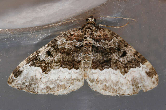 Image of Sharp-angled Carpet