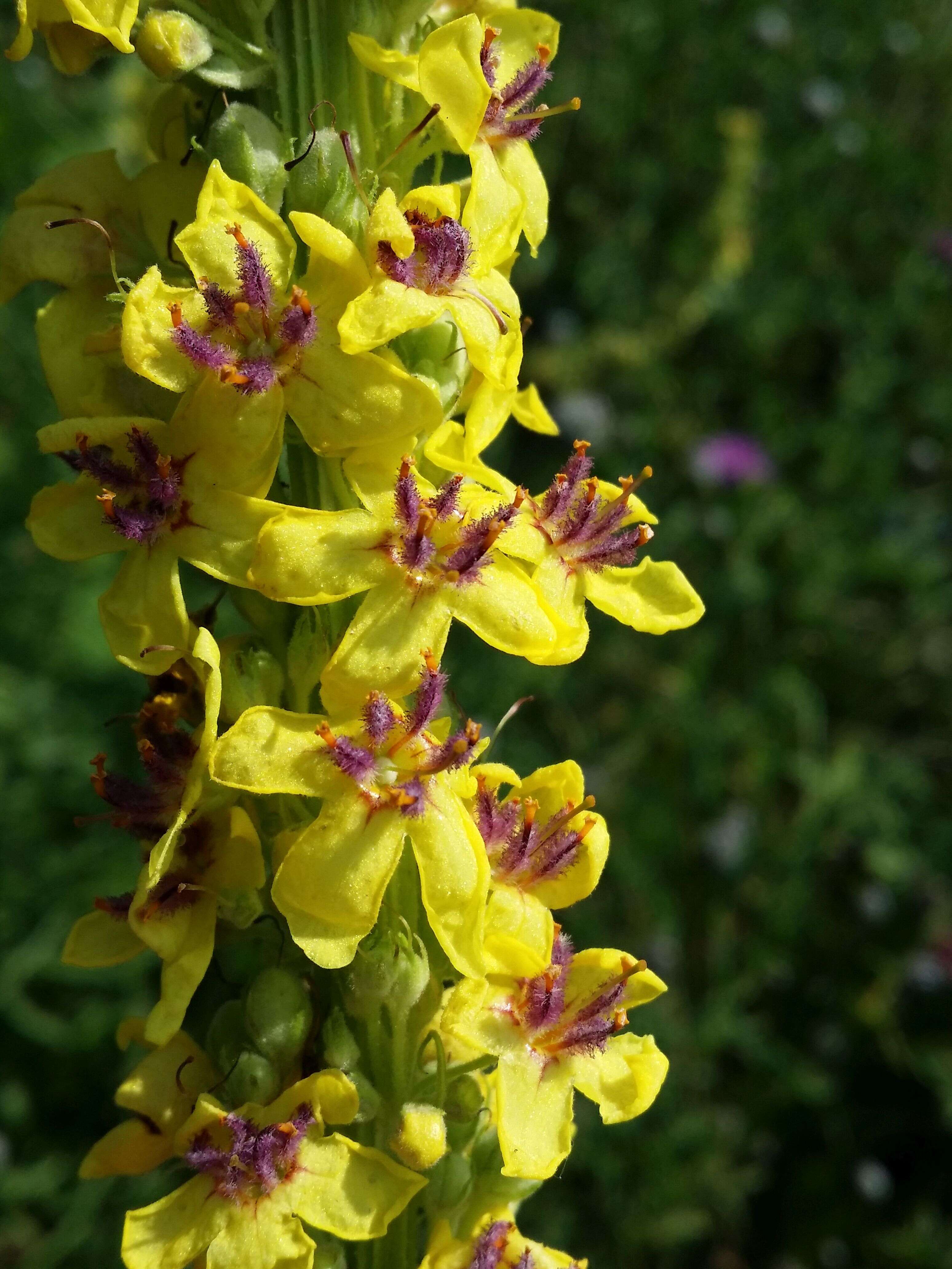 Image of Dark Mullein