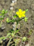 Image of Bushy Cinquefoil