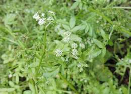 Imagem de Helosciadium nodiflorum (L.) Koch