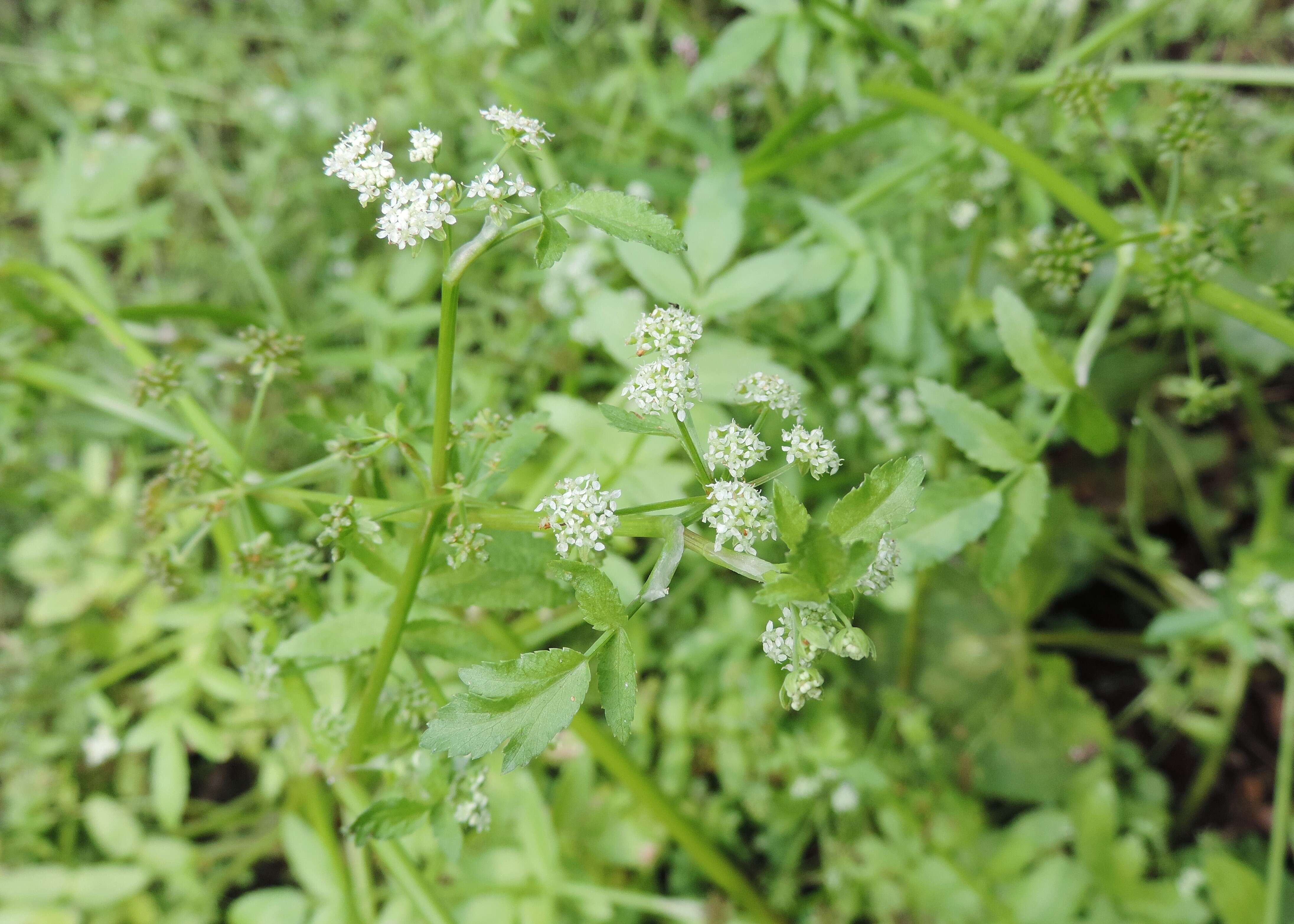 Image of Fool's-Watercress