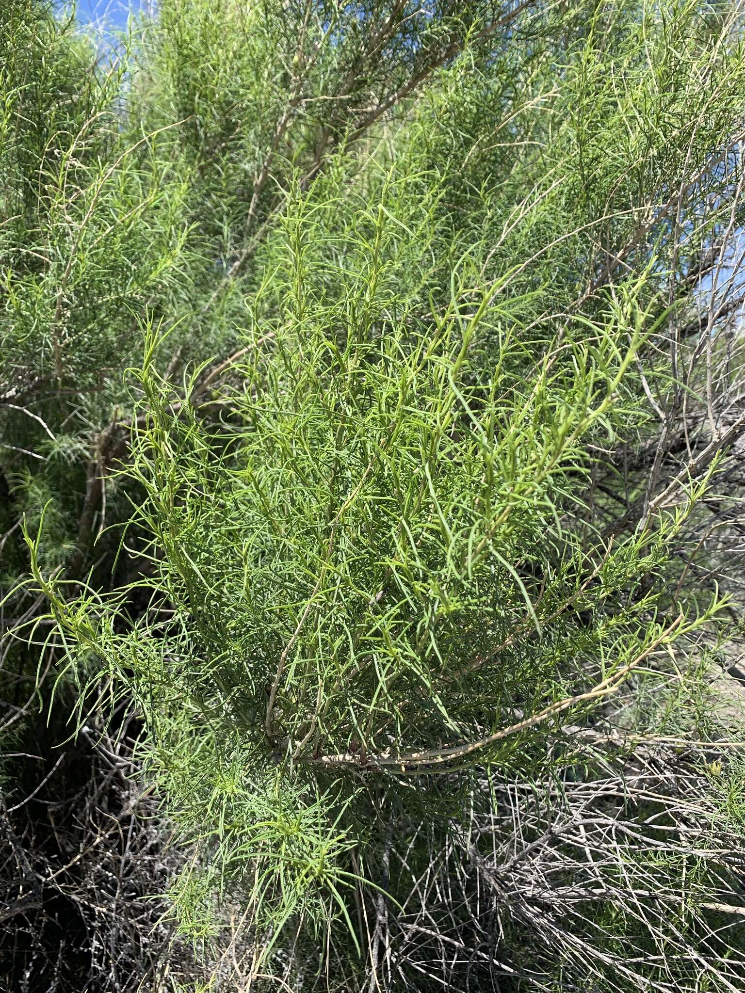 Image of Needle-Leaf Burrobush