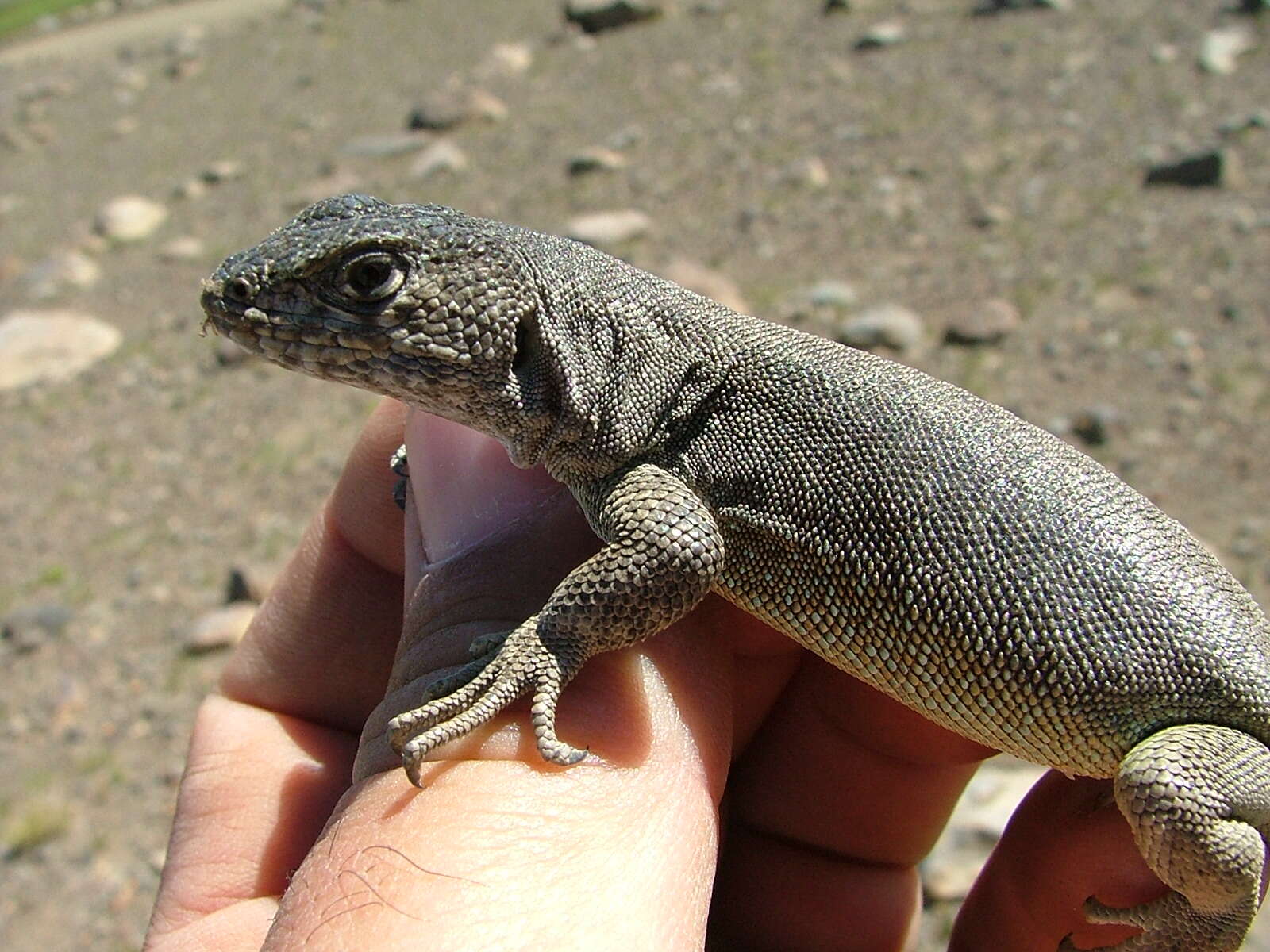 Plancia ëd Liolaemus thermarum Videla & Cei 1996