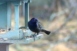 Image of Common Grackle