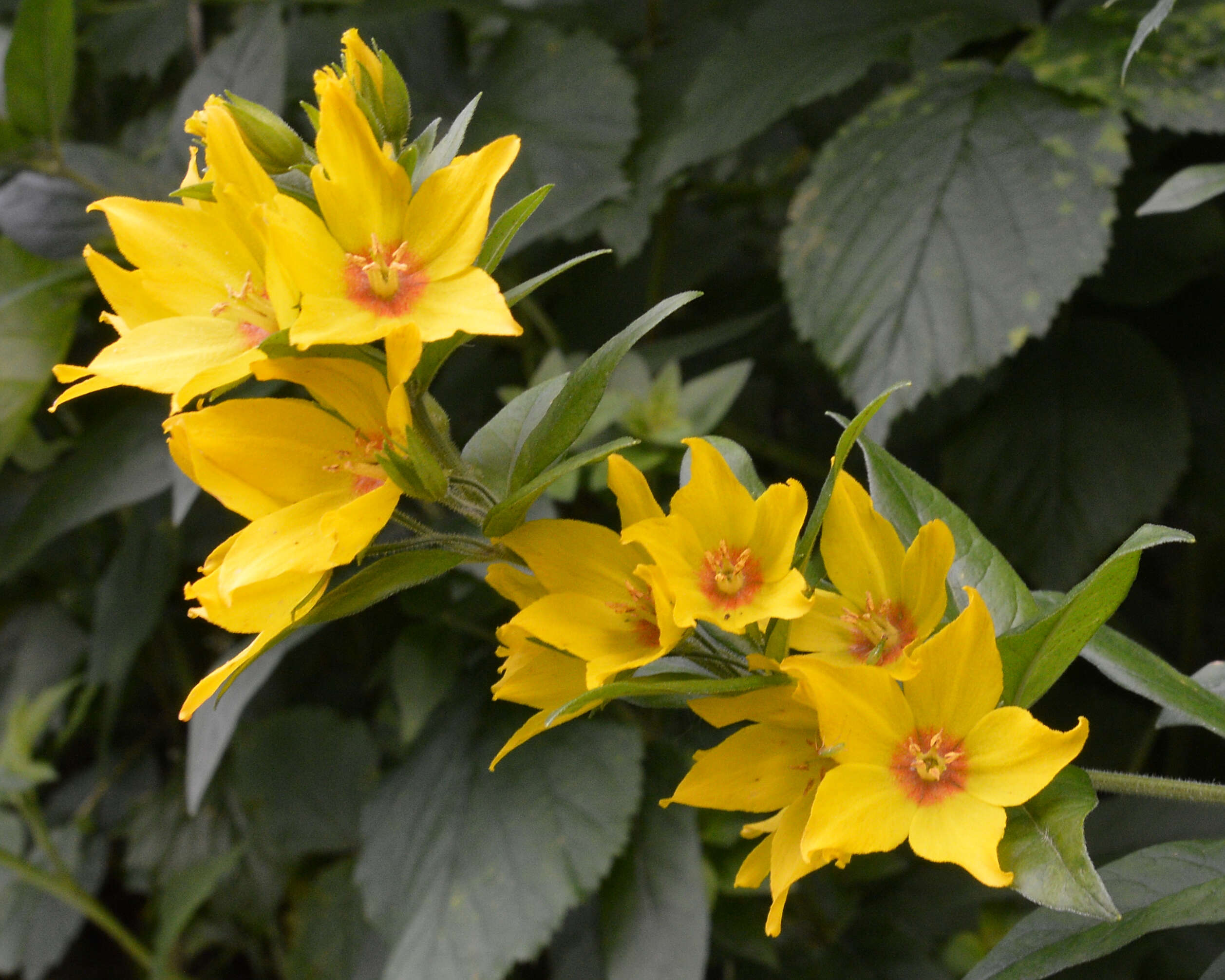 Image of Dotted Loosestrife