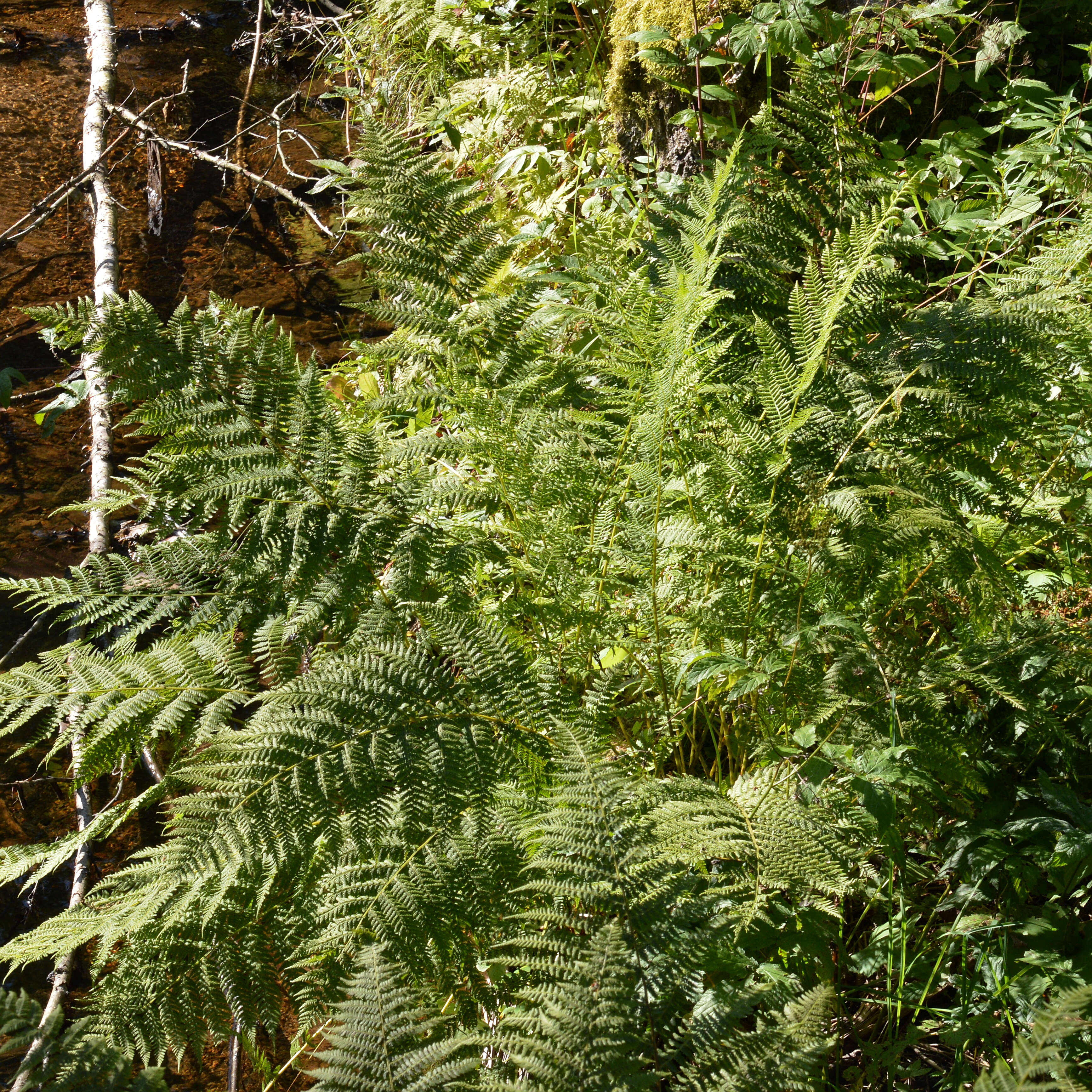 Image of Lady-fern