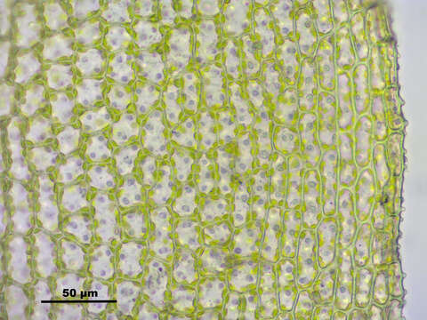 Image of Tortula protobryoides Zander 1993