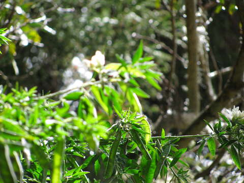 Image de Cytisus proliferus L. fil.