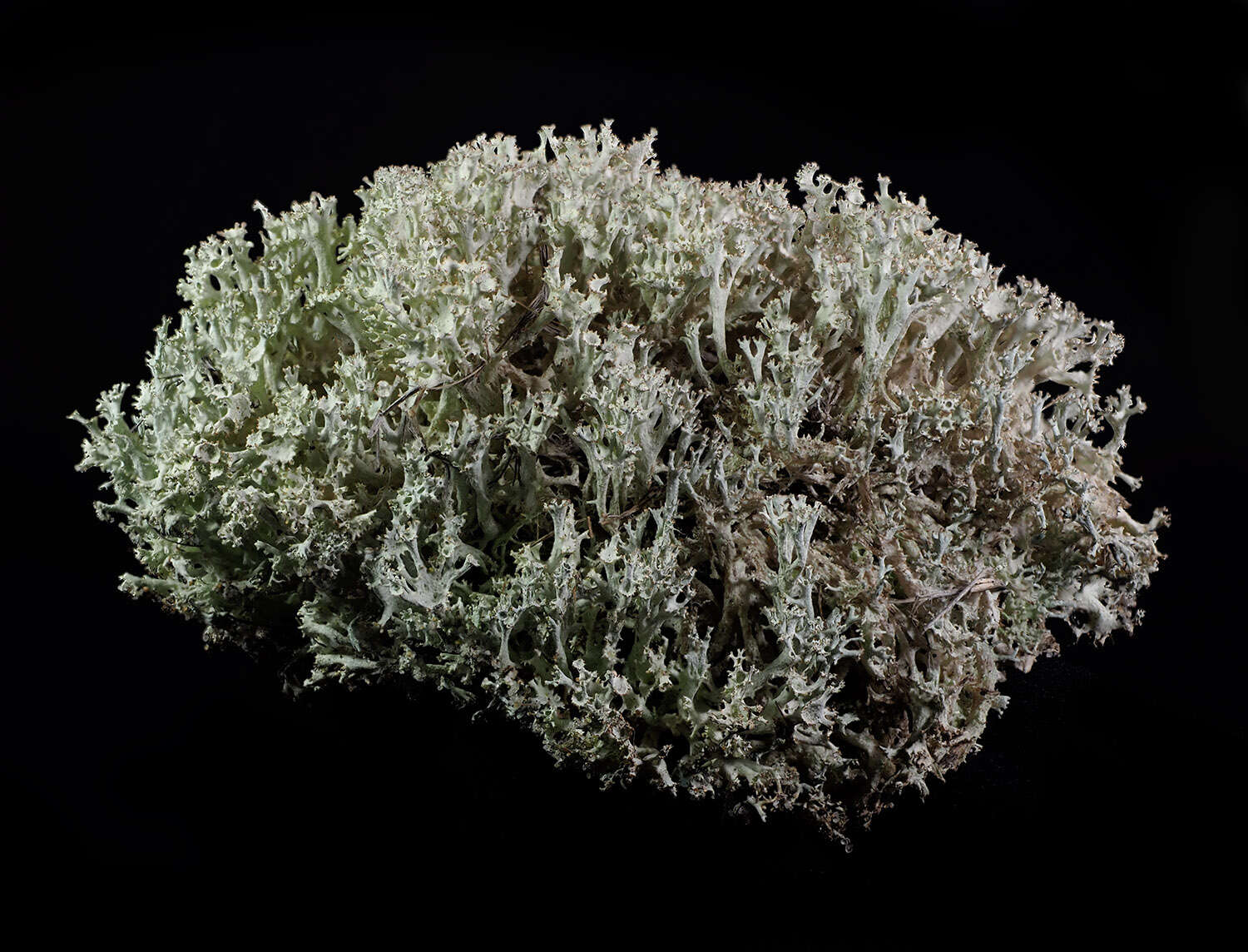 Image of Cladonia boryi