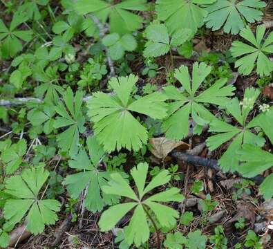 Sivun Kingdonia uniflora Balf. fil. & W. W. Sm. kuva