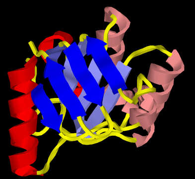 Image of Thermus thermophilus