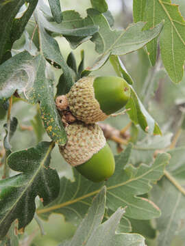 Image of Iberian white oak