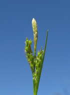 Image of Asian shortstem sedge