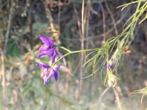 Image of forking larkspur