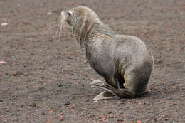 Image of Antarctic Fur Seal