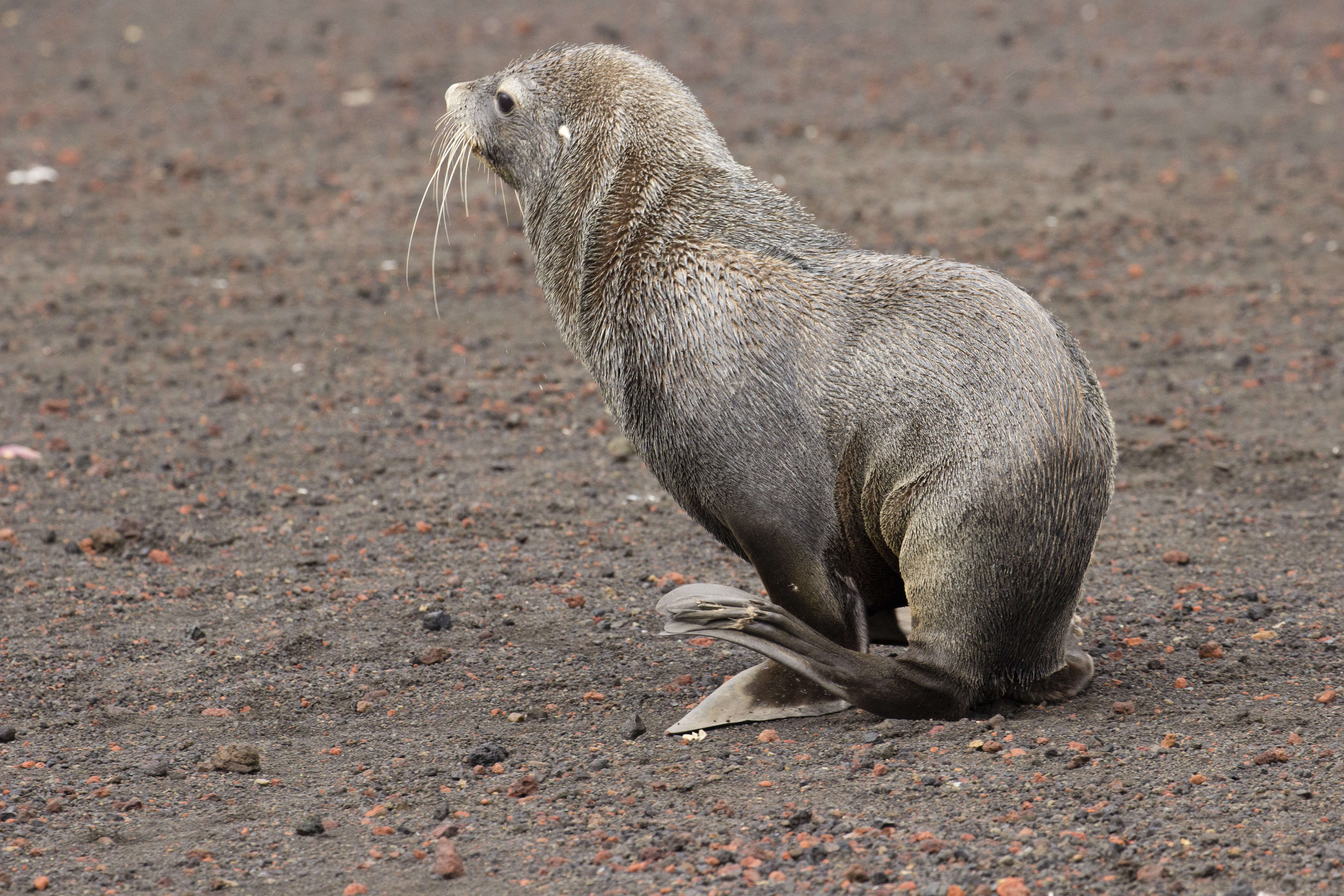 Image of Antarctic Fur Seal