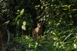 Image of golden jackal