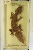 Image of Broad-tailed Gecko