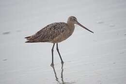 Image of Marbled Godwit