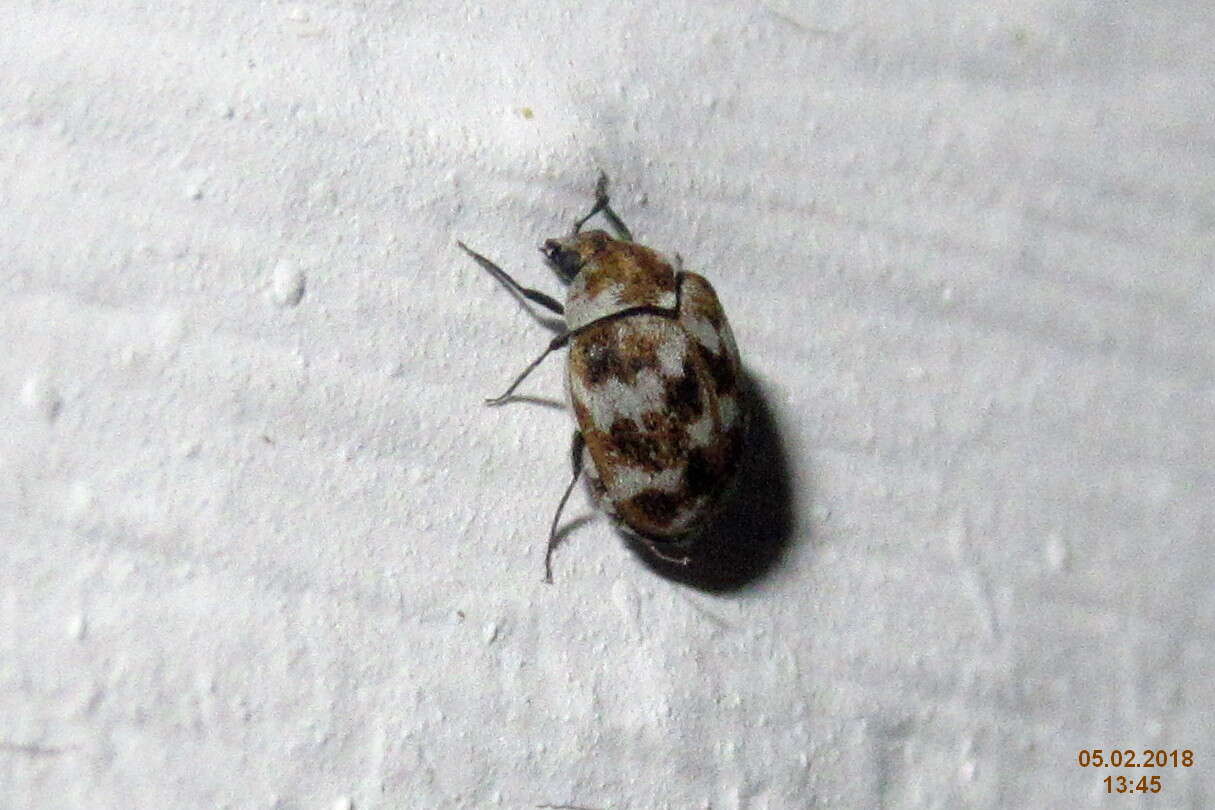 Image of Sacramento Anthicid Beetle