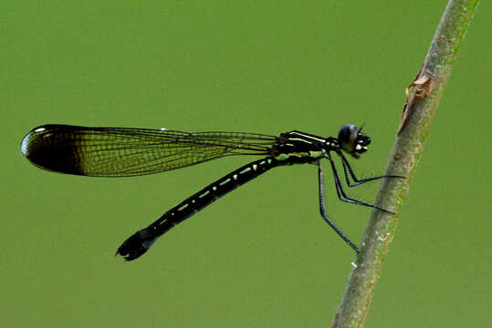 Image of Calocypha Fraser 1928