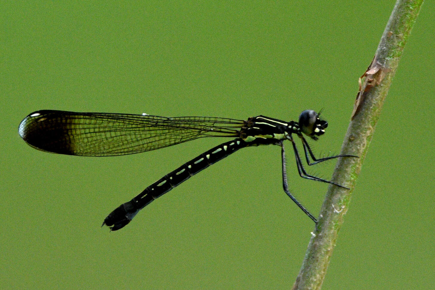 Image of Myristica Sapphire